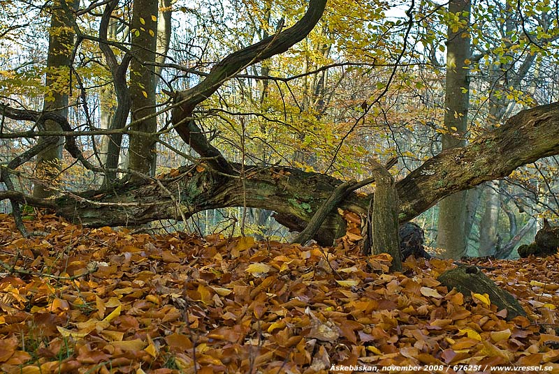 �skeb�skan, november 2008.