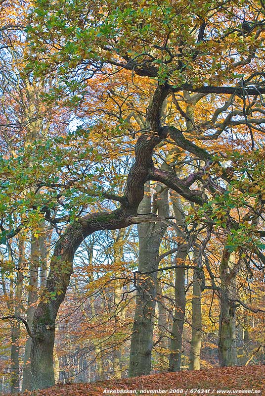 �skeb�skan, november 2008.
